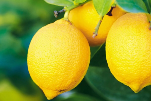 Arbres Fruitièrs Citroniers