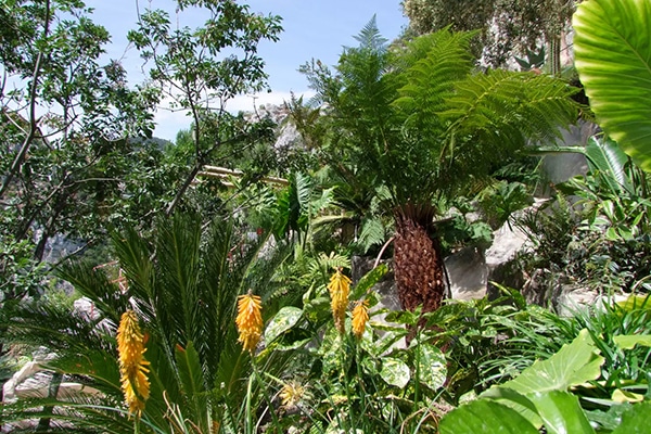 Arbres Fruitièrs Exotiques d'amérique latine