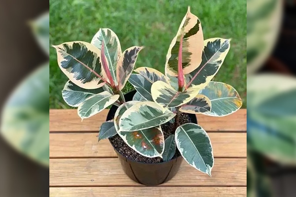 Achat Arbre à caoutchouc panaché au Maroc