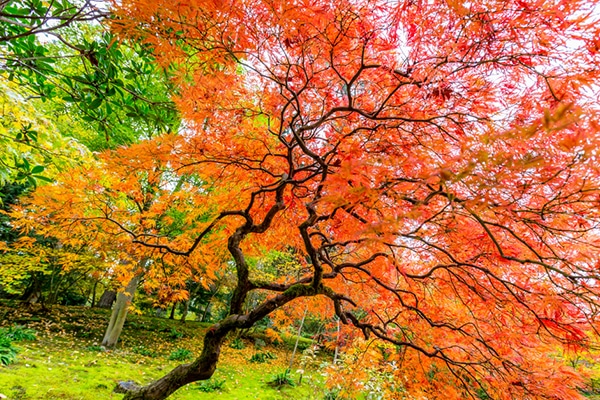 Arbres Ornementals