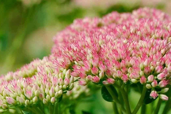 Plantes à faible besoin d'eau