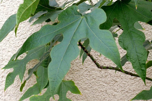 Vente Arbre Brachychiton acerifolius au Maroc