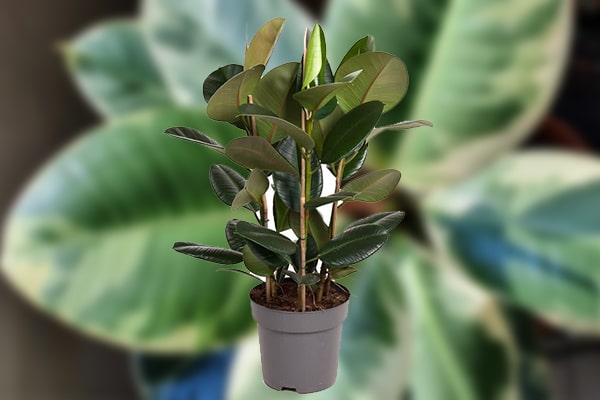 Vente Ficus elastica au Maroc