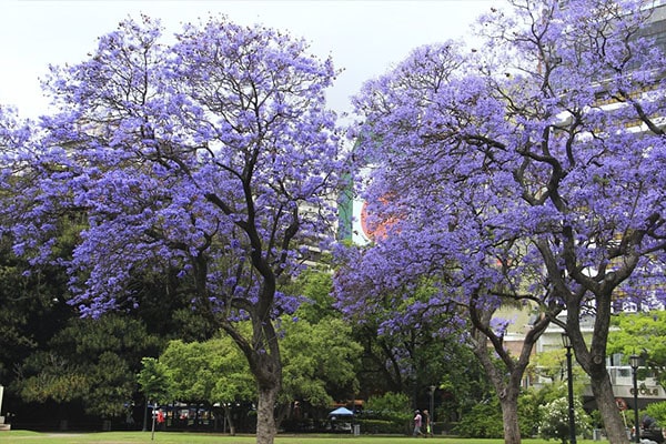 Jacaranda bleu ( Jacaranda mimosifolia )