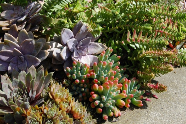 Succulentes