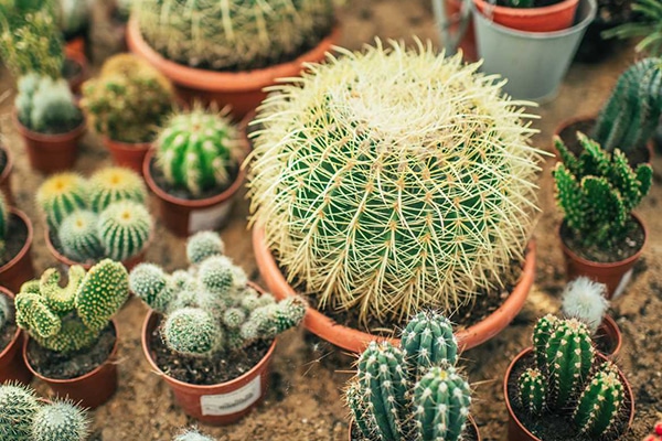 Cactus et succulentes
