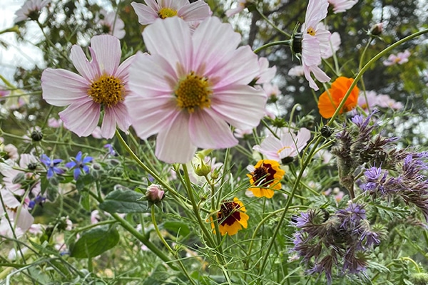 Plantes Fleurs comestible bio