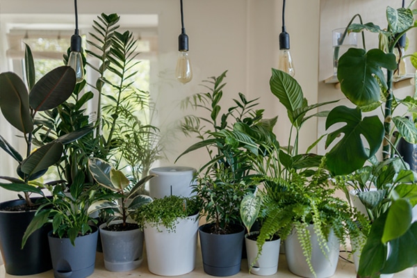 Grandes plantes d'intérieur