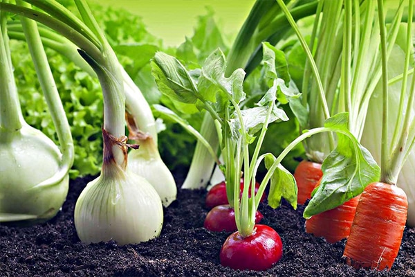 Plantes Légumes bio