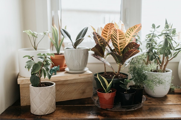 Petites plantes d'intérieur