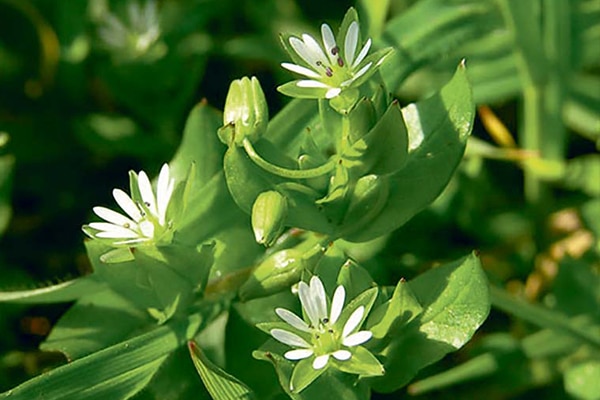 Plantes Bio