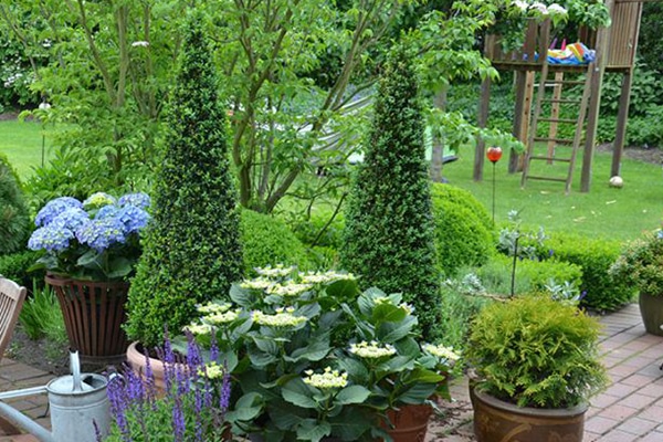 Plantes d'extérieur