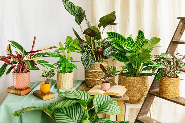 Plantes d'intérieur