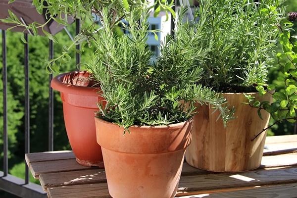 Plantes Potagéres et aromatiques bio