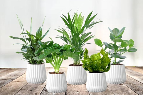 Plantes d’intérieur Purificatrice d'air