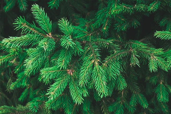 Sapin