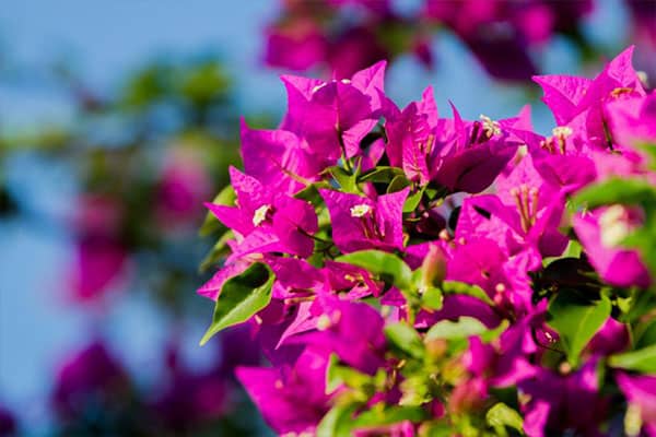 Bougainvillea jennah ( Bougainvillea spectabilis 'jennah' )