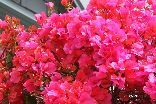 Bougainvilliers couleurs ( Bougainvillea  x )
